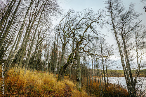 Low-angle view of several tall, bare trees reaching up to the sky, showing rough bark and a touch of moss. The branches create a natural canopy against the pale winter sky.