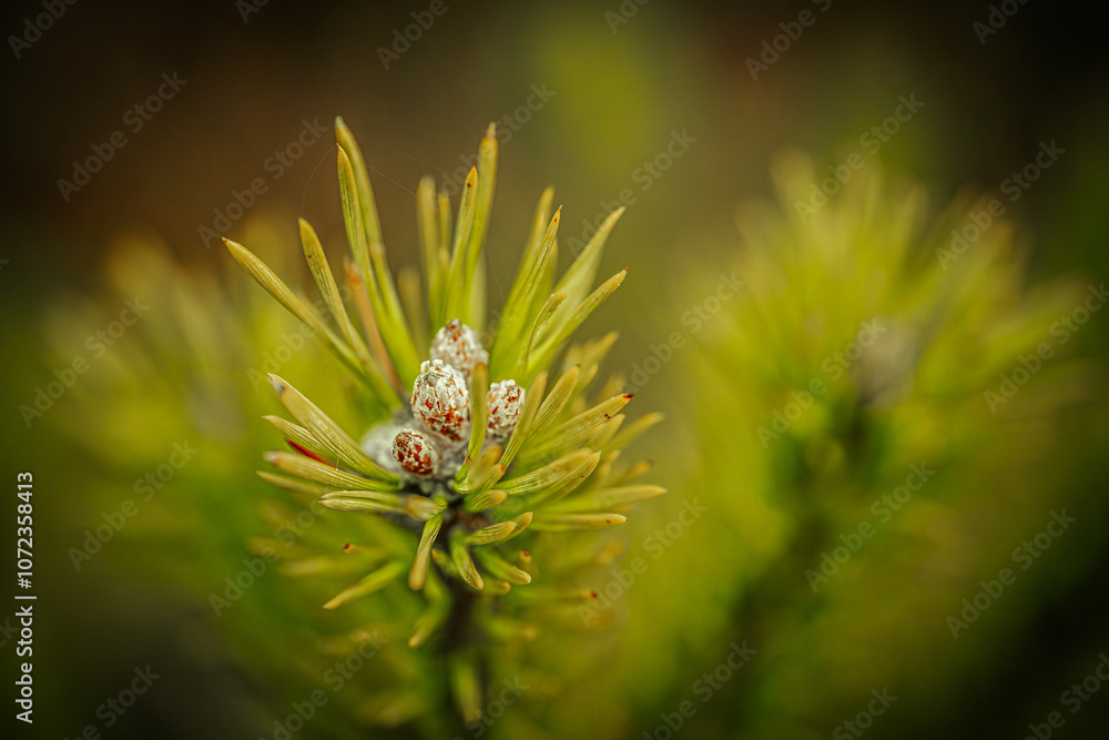 Fototapeta premium A vibrant young pine tree stands out against a blurred backdrop of autumnal marshland. The green pine needles contrast with the muted tones of the dry grass, showcasing the resilience of nature.