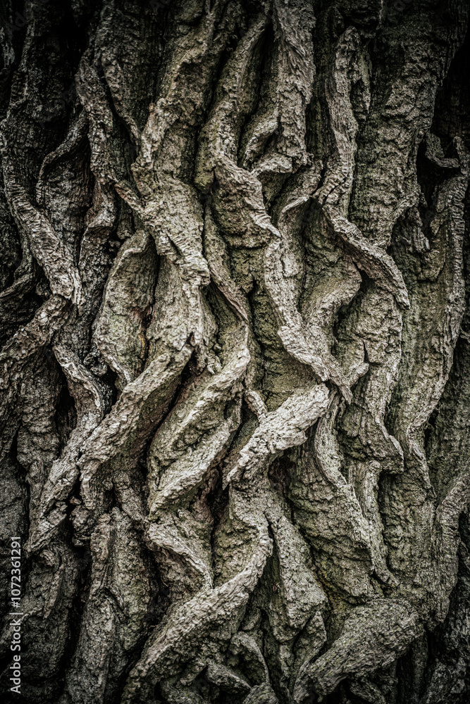 A detailed close-up of rugged tree bark showcasing intricate, twisted patterns and deep grooves. The bark texture highlights the natural, aged look of the tree. A detailed close-up of rugged tree bark showcasing intricate, twisted patterns and deep grooves. The bark texture highlights the natural, aged look of the tree.