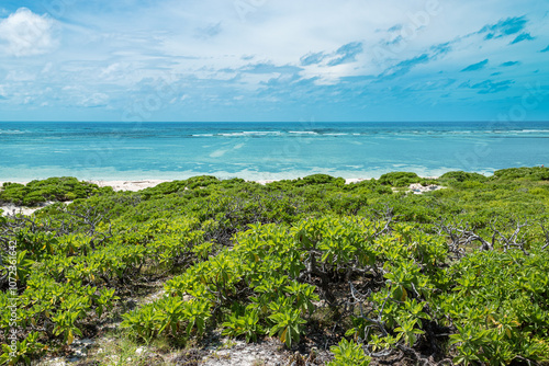 Scaevola Sericea Bush at Tropical Beach of Cosmoledo Atoll, Seychelles. photo