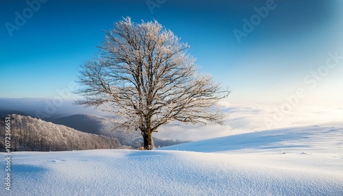 trees in the snow