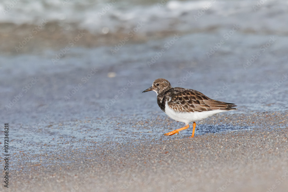 Rola-do-mar (Arenaria interpres). Uma rola a caminhar junto a rebentação de ondas em uma praia.