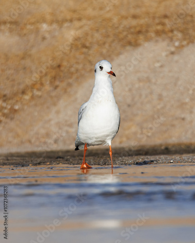 Guincho-comum (Chroicocephalus ridibundus), Um Guincho a limentar-se na foz de um regato numa praia. photo