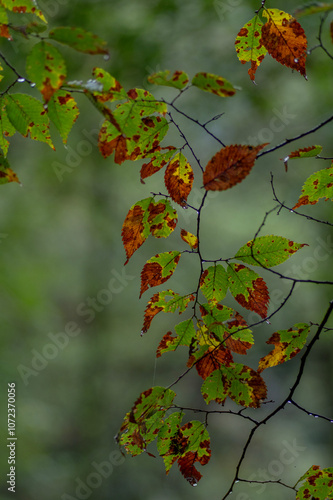 秋に紅葉しはじめた葉 photo