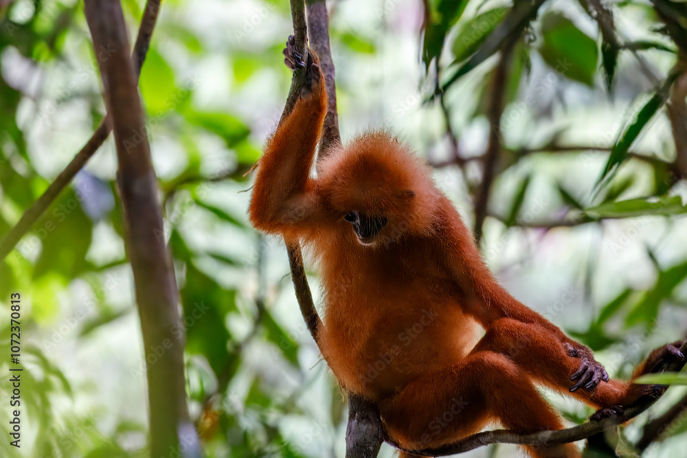 Obraz premium Red leaf monkey sitting in tree