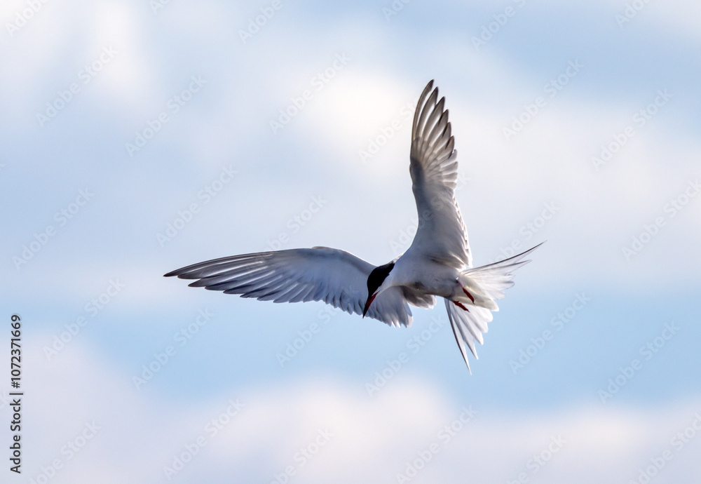 fast free flight of large sterna in light sky fast free flight of large sterna in light sky