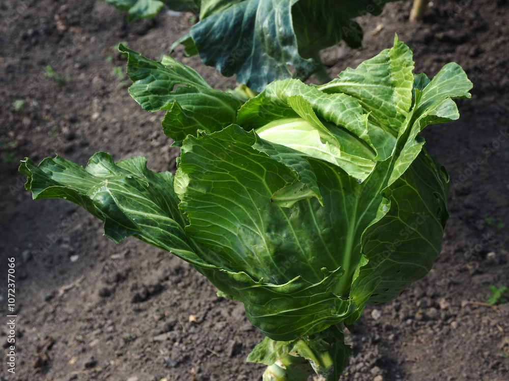 Cabbage growing in the garden. Green cabbage growing in the garden.