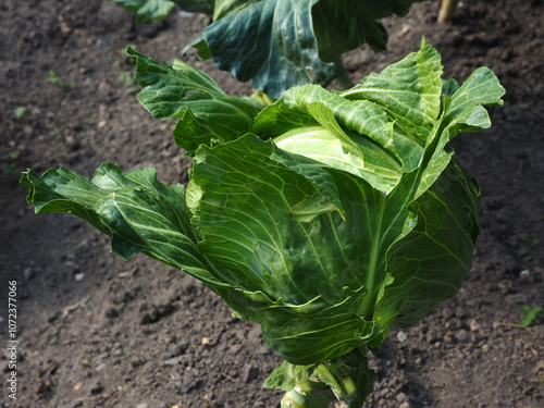 Obraz na płótnie Cabbage growing in the garden. Green cabbage growing in the garden. w salonie