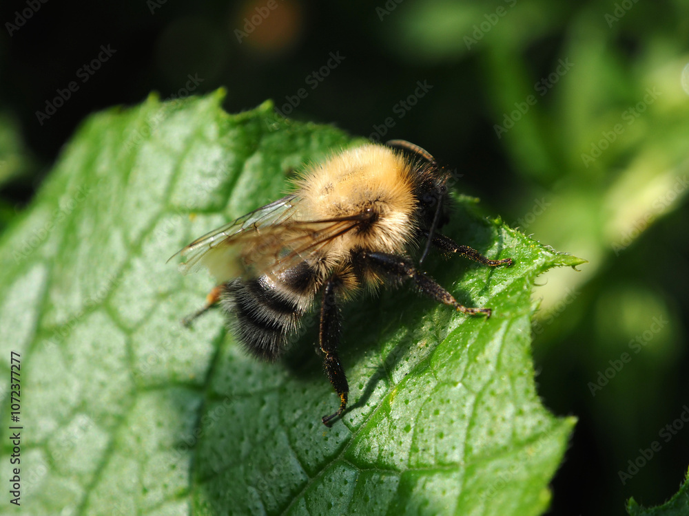 Bumblebee on a green leaf in the garden. Macro.