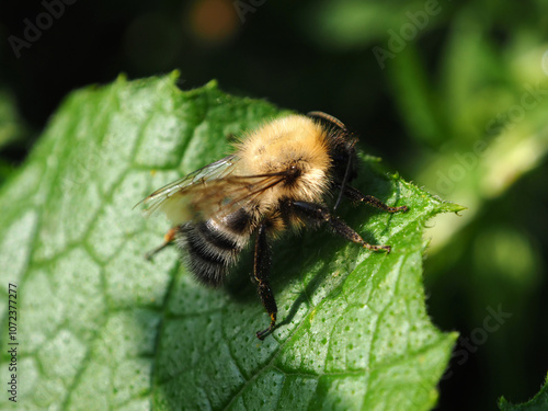 Obraz na płótnie Bumblebee on a green leaf in the garden. Macro. w salonie