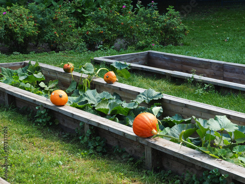 Pumpkins in a wooden box on the grass in the garden