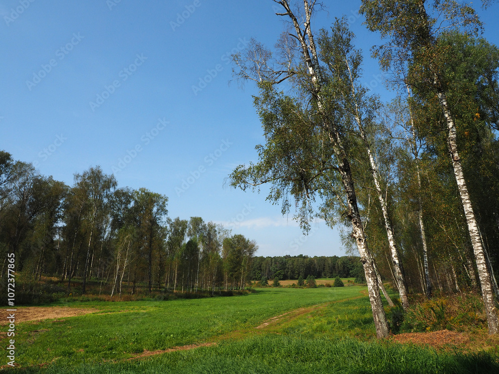 Birch forest on a sunny day in early autumn, Russia
