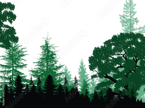 cyan dark coniferous forest on white