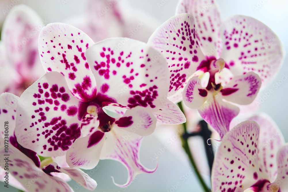Blooming Phalaenopsis moth orchid on windowsill. Phalaenopsis Expressions Big Lip white flowers with crimson spots Blooming Phalaenopsis moth orchid on windowsill. Phalaenopsis Expressions Big Lip white flowers with crimson spots