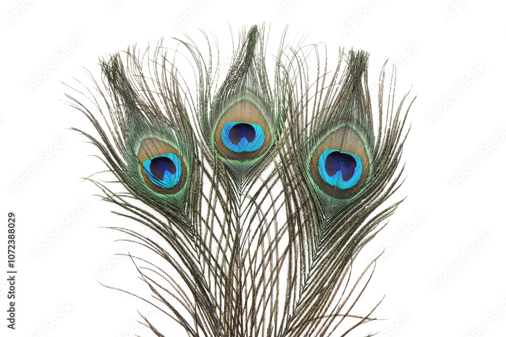 Fototapeta premium Three beautiful peacock feathers isolated on white