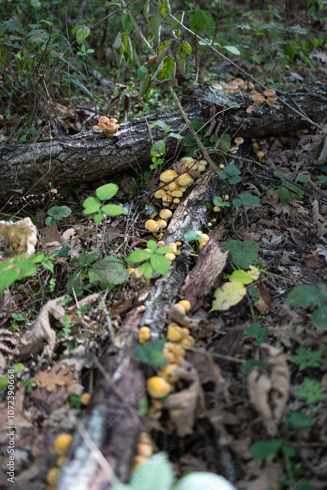 Mushrooms growing in the forest. Mushrooms growing in the forest.
