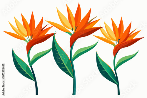 vertical orange bird of paradise flower on a white background