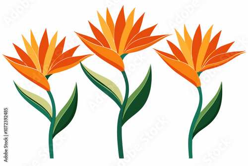 vertical orange bird of paradise flower on a white background photo