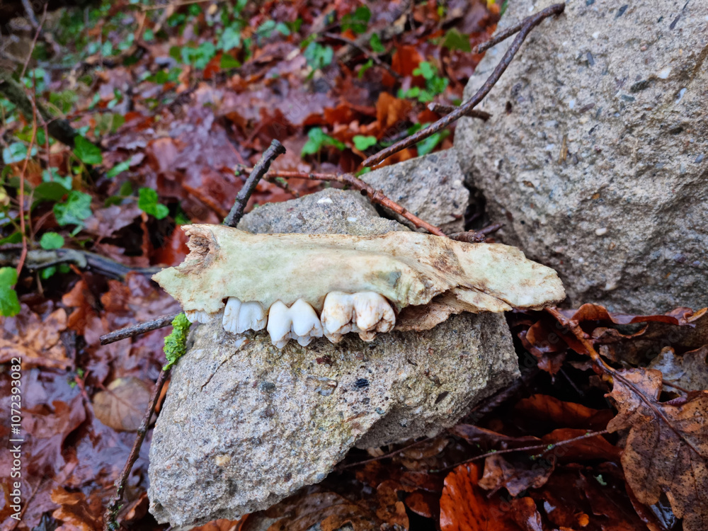 Naklejka premium Kieferknochen eines Rehs auf einem Stein auf dem Waldboden im Dezember 2023. Jawbone of a deer on a stone on the forest floor in December 2023. NRW.