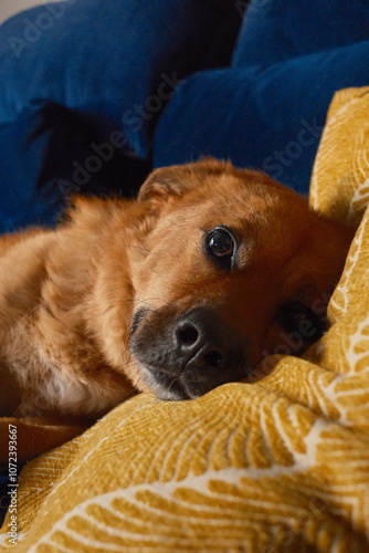 Cute portrait of dog on sofa