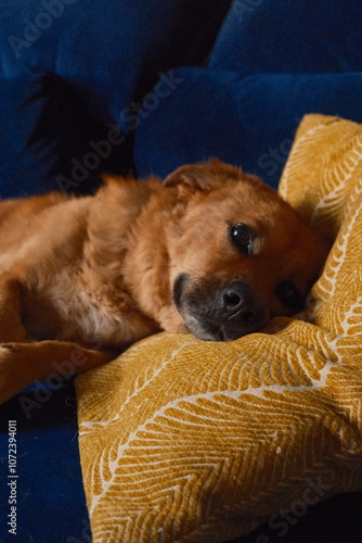 Cute portrait of dog on sofa