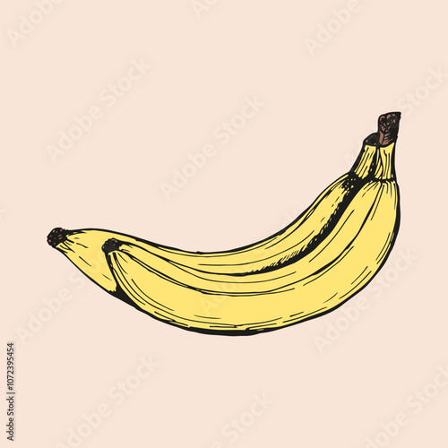 Banana tropical fruit sketch outline illustration. Simple doodle drawing in engraving style. Hand drawn vector line art clipart isolated on beige background