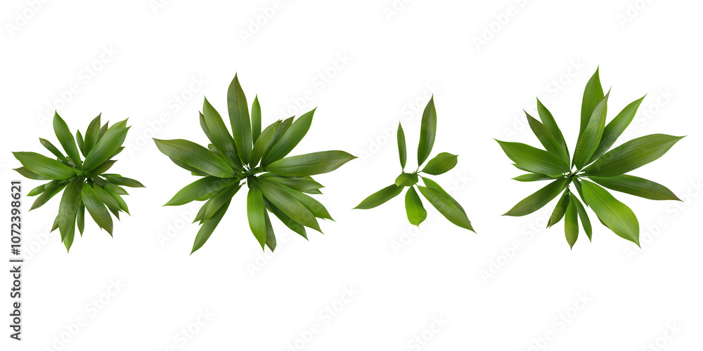 Collection of Curculigo plants on transparent background from the top view Collection of Curculigo plants on transparent background from the top view