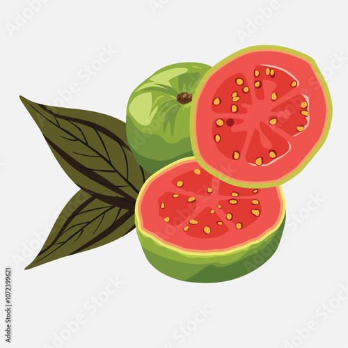 guava illustration guava vector