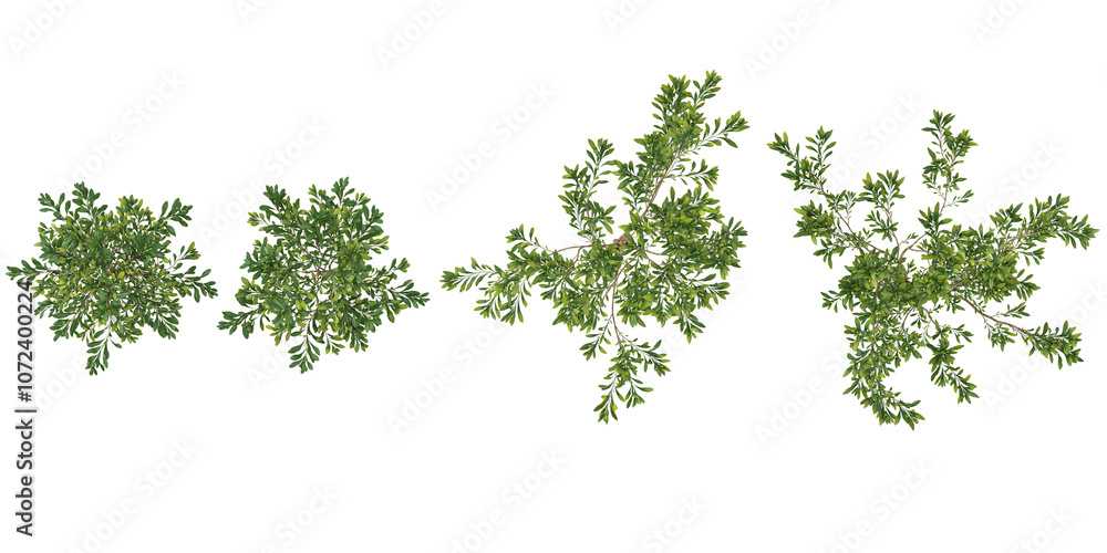Fototapeta premium collection of olive trees isolated on white background from top view