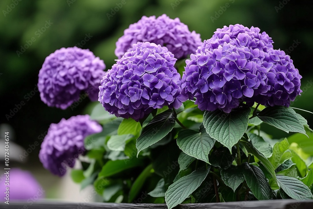 A fully blossomed hydrangea cluster, each petal finely detailed against a soft, understated background. A fully blossomed hydrangea cluster, each petal finely detailed against a soft, understated background.