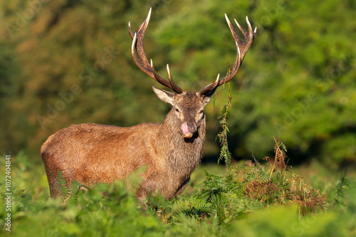 Portrait of a red deer stag standing in bracken during the rut in autumn