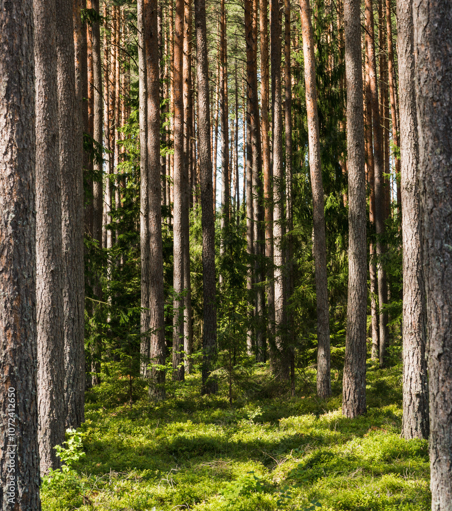 Obraz premium Pine tree trunks close-up, on the left and right the trunks form a frame; green background.