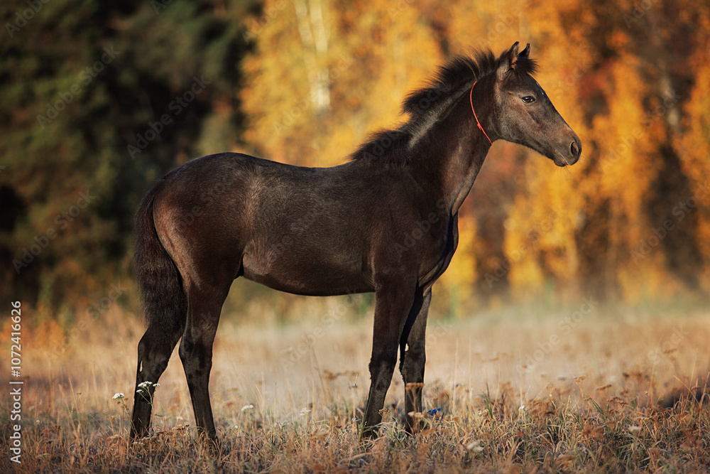 Foal in autumn Foal in autumn