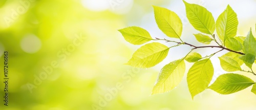 A vibrant green branch with fresh leaves against a softly blurred background, evoking a sense of nature and tranquility.