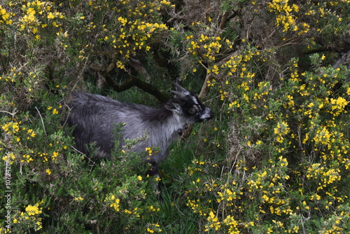 chevreau gris entouré de fleurs jaunes photo