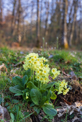 Bild auf Leinwand primrose in the Jura region of France