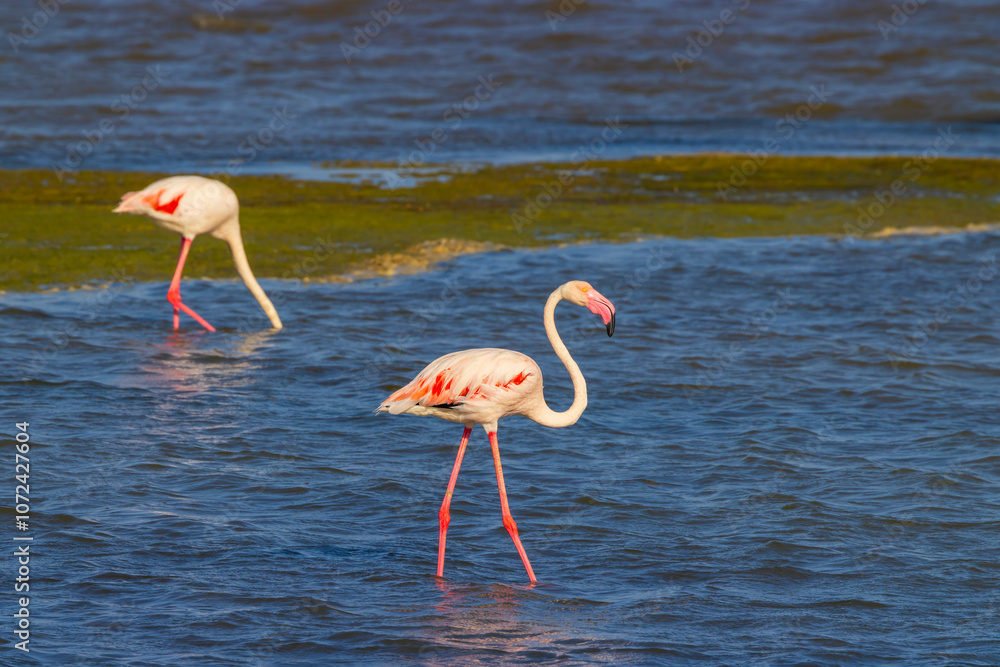 Obraz premium Flamingo in Parc Naturel regional de Camargue, Provence, France