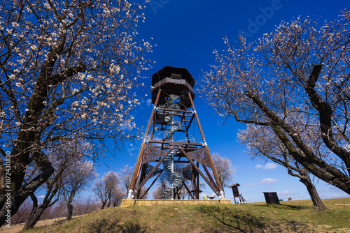 Almond tree orchard in Hustopece, South Moravia, Czech Republic