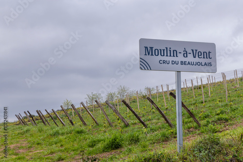 Spring vineyards near Julienas in Beaujolais, Burgundy, France