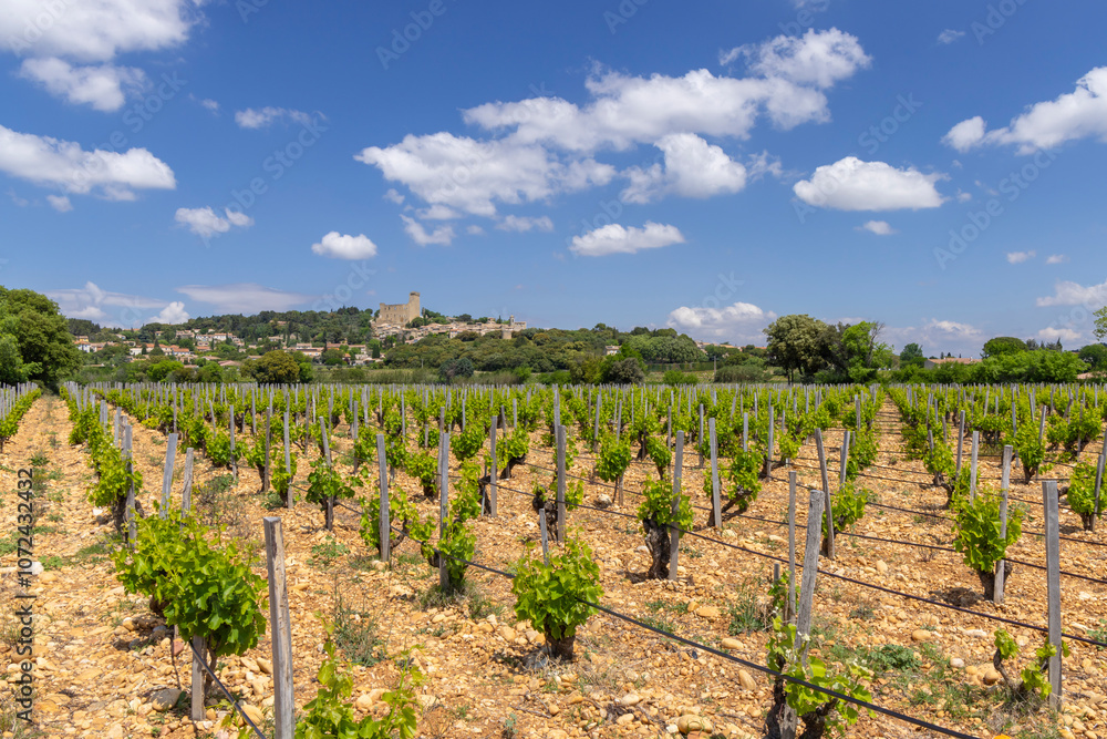 Obraz premium Typical vineyard with stones near Chateauneuf-du-Pape, Cotes du Rhone, France