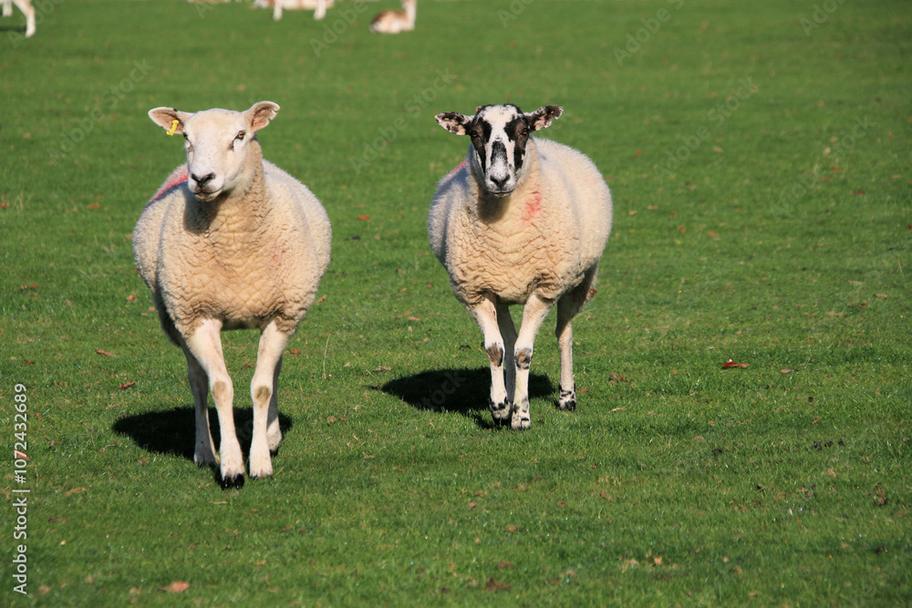 Fototapeta premium sheep in the field