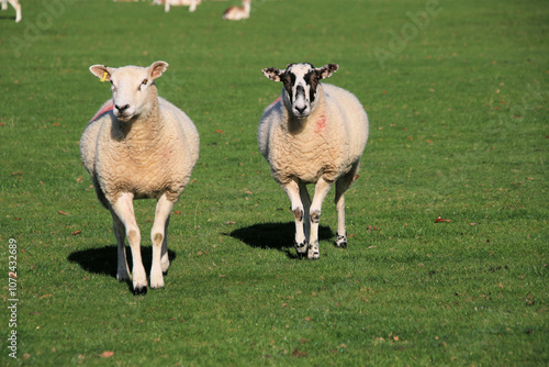 sheep in the field