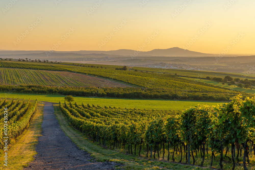 Fototapeta premium Vineyards under Palava, Southern Moravia, Czech Republic