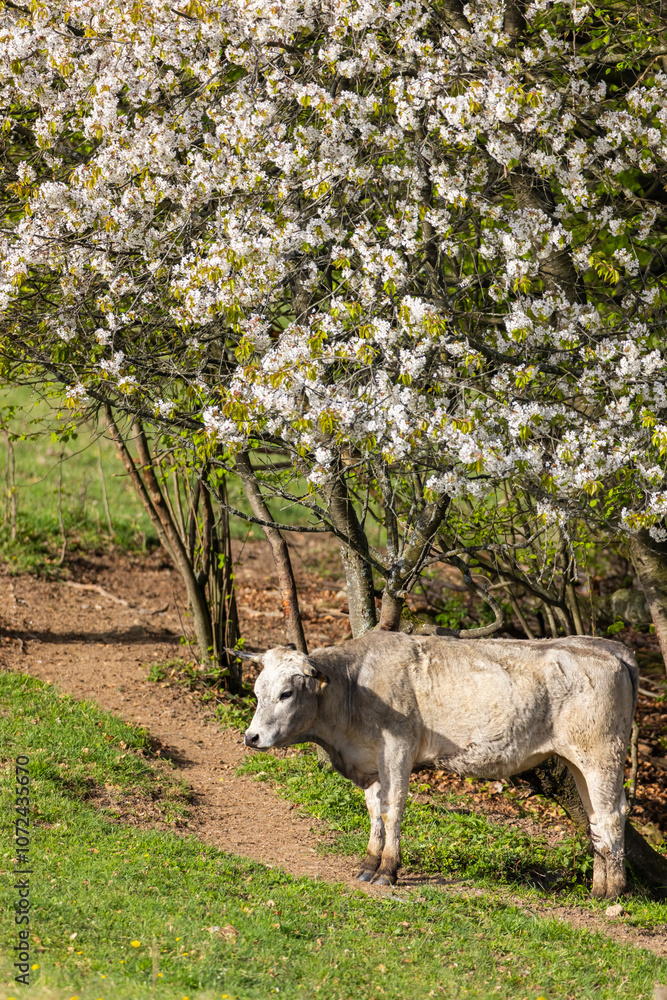 Cows on pasture in spring landscape, Slovakia Cows on pasture in spring landscape, Slovakia