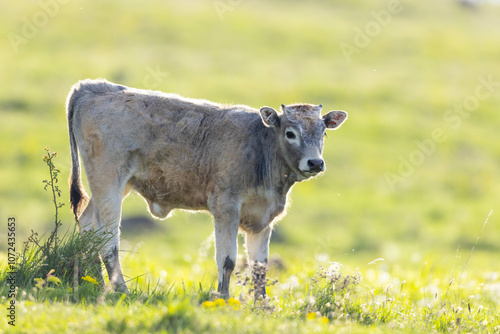 Cows on pasture in spring landscape, Slovakia