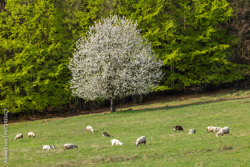 Sheep and goat herd in Polana mountains, Slovakia photo