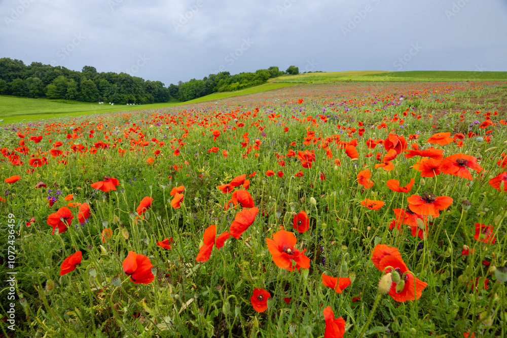 Typical spring landscape with poppies near Silica (Szilice), National Park Slovak Kras, Slovakia Typical spring landscape with poppies near Silica (Szilice), National Park Slovak Kras, Slovakia