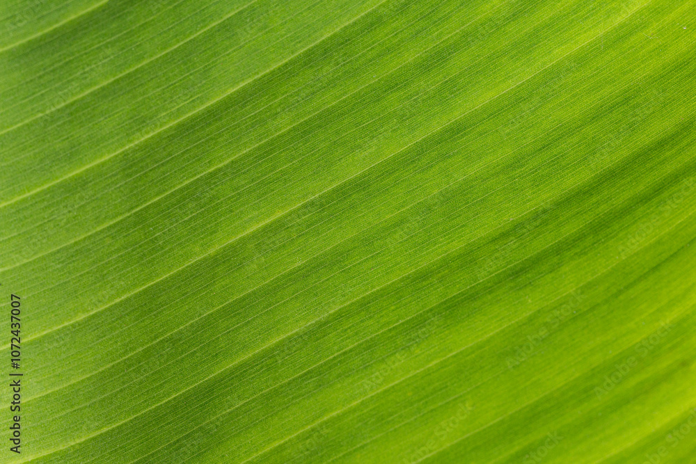 Green texture and lines of a banana leaf Green texture and lines of a banana leaf