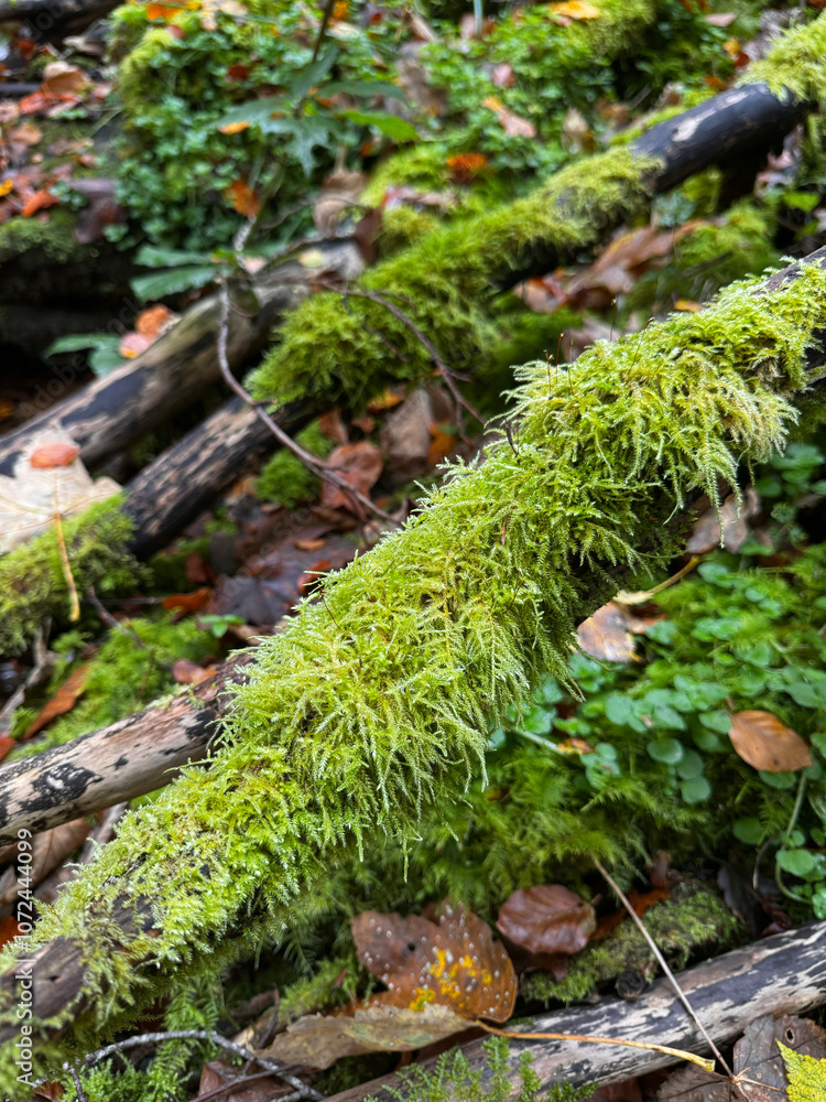 moss covered branches in the forest moss covered branches in the forest