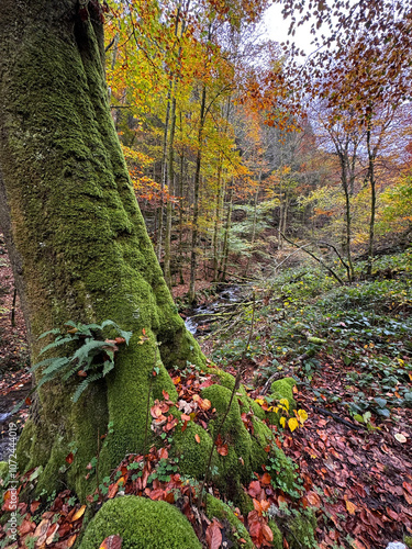 a moss covered tree trunk in the forest